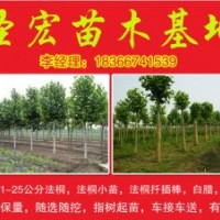 1|3米法桐小苗|法桐扦插棒價格山東泰安法桐技術(shù)