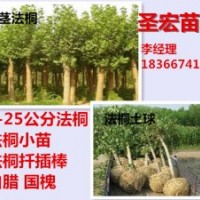 批發(fā)處理9公分全冠法桐帶土球價格|6公分法桐價格