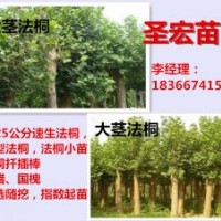 3公分法桐|5公分法桐價格河北廊坊法桐種植技術(shù)