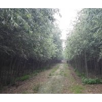 8公分美國竹柳