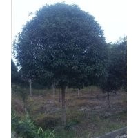四川桂花樹園林、雅安桂花樹園林、金桂、丹桂、等品種