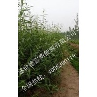 速生竹柳