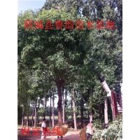 山東20公分白蠟樹價格