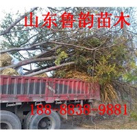 秋季北欒樹苗價格哪里有北京欒小苗子