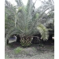 加拿利海棗