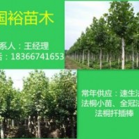 大量供應(yīng)法桐扦插條培育技術(shù)2公分法桐小苗價(jià)格