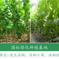 專供米徑12公分兩年冒河北廊坊2014最新報(bào)價(jià)