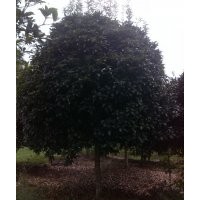 雅安桂花樹(shù)、重慶桂花樹(shù)、南京桂花樹(shù)、貴州桂花樹(shù)、