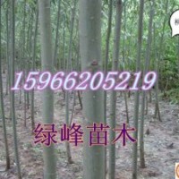 主營：萬畝107楊、法桐、白蠟、國槐、椿樹、速生柳、垂柳