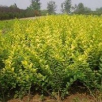 供應(yīng)：金葉女貞，黃楊，鋪地柏，蜀檜