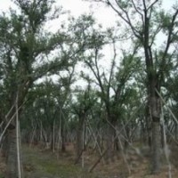 紫薇價(jià)格，石楠價(jià)格，紅葉石楠價(jià)格
