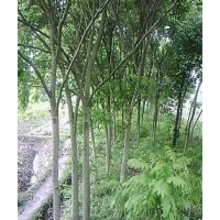江西無患子，大量6-15公分無患子