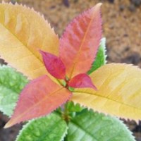 供應(yīng)中華錦桂|彩葉桂花|新品種|彩色桂花