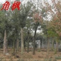 常年供應(yīng)三角楓價(jià)格 6公分8公分10公分三角楓價(jià)格