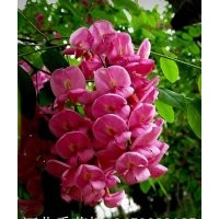 香花槐