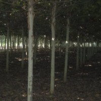8公分帶帽柳樹(shù)
