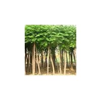 供應(yīng)火炬樹(shù)，火炬苗