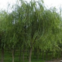 海棠價格,竹柳價格,池杉價格,檉柳價格,云杉價格,臭椿價格表