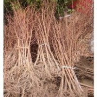 南京精品水杉價(jià)格 現(xiàn)在5-6-7公分水杉價(jià)格