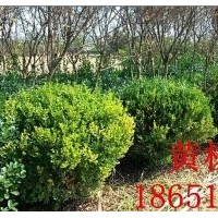 黃楊基地批發(fā)價格、小葉黃楊球供應(yīng)、賣小葉黃楊球
