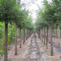 叢生紫薇大白蠟?zāi)档な駠贝沽z頭柳西府北美海棠榆葉梅