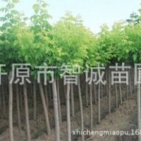 大量供應園林綠化彩葉苗木，金葉復葉槭胸徑3公分