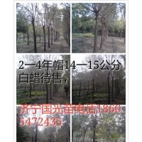 常年供應(yīng)各種綠化苗木法桐,白蠟,國(guó)槐