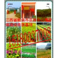 油茶苗木