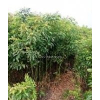 木荷2公分價格、木荷2公分報價、2公分木荷多少錢