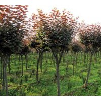 山東青州1--5公分紅葉碧桃價格批發(fā)