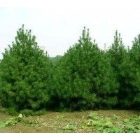 大量白皮松出售、1米以上白皮松大量低價優(yōu)惠供應(yīng)