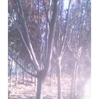 供紅葉李、紫葉李、碧桃