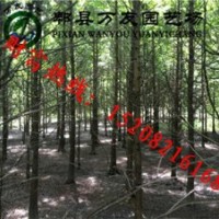 成都精品水杉|成都水杉|成都水杉價(jià)格