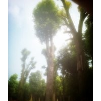 供應(yīng)移栽香樟樹，
