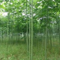 2-5公分青桐