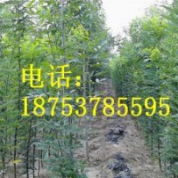 1.5公分國槐小苗
