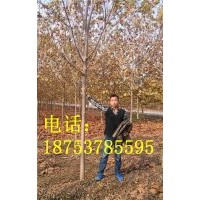 6公分速生白蠟