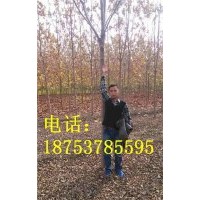 7公分白蠟