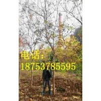 7公分北欒樹
