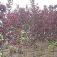 櫻花小苗、光輝海棠小苗、紅寶石海棠小苗 金葉榆