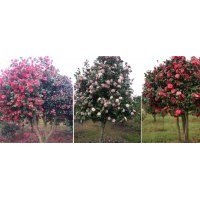 低價(jià)供應(yīng)2萬(wàn)多株精品茶花