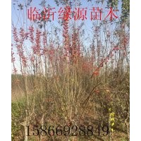 冬紅海棠，紅麗海棠，垂絲海棠，亞當海棠