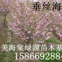 垂絲海棠，亞當海棠，道格海棠，鉆石海棠