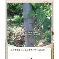 供應皂莢樹苗，豬牙皂莢樹苗，滕州市皂角合作社