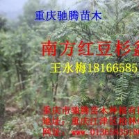 紅豆杉/紅豆杉樹/紅豆杉盆景/紅豆杉樁