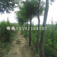 河南國(guó)槐基地，二年生國(guó)槐，三年生國(guó)槐，四年生國(guó)槐，各種規(guī)格