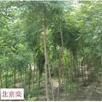 萬匯實(shí)業(yè)有限公司供應(yīng)法桐 欒樹