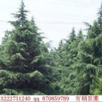 長期供應(yīng)南京雪松，廣玉蘭，蜀檜，桂花，樸樹等綠化苗木