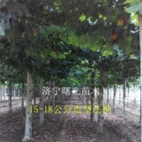 17公分二年冒法桐 17公分法桐價(jià)格 山東濟(jì)寧法桐