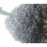 四川桂花、高桿桂花、桂花基地、成都桂花——苗幫手